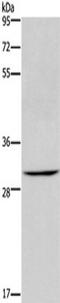 Aquaporin 10 antibody, TA322101, Origene, Western Blot image 