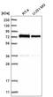 Zinc Finger Protein 326 antibody, HPA028450, Atlas Antibodies, Western Blot image 