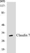 Claudin 7 antibody, EKC1124, Boster Biological Technology, Western Blot image 