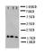 Myoglobin antibody, orb76339, Biorbyt, Western Blot image 