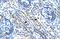 Ankyrin Repeat Domain 11 antibody, NBP1-52984, Novus Biologicals, Immunohistochemistry frozen image 