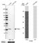 Prostaglandin E Synthase antibody, NBP1-87852, Novus Biologicals, Western Blot image 
