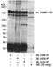 FKBP Prolyl Isomerase 15 antibody, A300-211A, Bethyl Labs, Western Blot image 