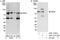 Protein phosphatase Slingshot homolog 3 antibody, A301-311A, Bethyl Labs, Immunoprecipitation image 