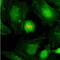 Histone Cluster 4 H4 antibody, NBP2-61553, Novus Biologicals, Immunofluorescence image 