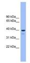 Olfactory Receptor Family 1 Subfamily C Member 1 antibody, NBP1-69093, Novus Biologicals, Western Blot image 