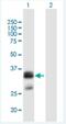 Shisa Family Member 6 antibody, H00388336-B01P-50ug, Novus Biologicals, Western Blot image 
