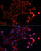 ADAM Metallopeptidase Domain 11 antibody, 15-449, ProSci, Immunofluorescence image 