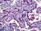 Nitric Oxide Synthase 3 antibody, LS-B5676, Lifespan Biosciences, Immunohistochemistry frozen image 