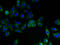 Interferon Induced Transmembrane Protein 2 antibody, A62766-100, Epigentek, Immunofluorescence image 