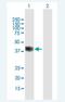 Basic Helix-Loop-Helix Family Member E22 antibody, H00027319-B01P-50ug, Novus Biologicals, Western Blot image 