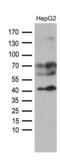 Glycerol-3-Phosphate Acyltransferase 3 antibody, MA5-27210, Invitrogen Antibodies, Western Blot image 