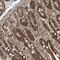 Zinc Finger Protein 839 antibody, NBP1-89903, Novus Biologicals, Immunohistochemistry frozen image 