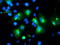 Myeloid leukemia factor 1 antibody, TA504766, Origene, Immunofluorescence image 