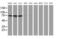 Phosphodiesterase 4B antibody, MA5-25677, Invitrogen Antibodies, Western Blot image 