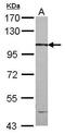 Cilia And Flagella Associated Protein 58 antibody, PA5-31760, Invitrogen Antibodies, Western Blot image 