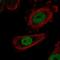Zinc fingers and homeoboxes protein 1 antibody, PA5-65944, Invitrogen Antibodies, Immunofluorescence image 