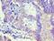 Leiomodin 1 antibody, LS-C376028, Lifespan Biosciences, Immunohistochemistry frozen image 