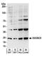 Exosome Component 5 antibody, A303-887A, Bethyl Labs, Western Blot image 