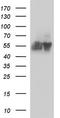 BSG antibody, TA590317, Origene, Western Blot image 