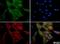 Beta-1,3-Glucuronyltransferase 1 antibody, NBP1-78982, Novus Biologicals, Immunocytochemistry image 