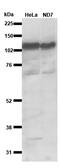 Cell Cycle Associated Protein 1 antibody, 15112-1-AP, Proteintech Group, Western Blot image 