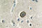 Cadherin 8 antibody, LS-C177072, Lifespan Biosciences, Immunohistochemistry frozen image 