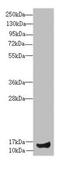 Intraflagellar Transport 20 antibody, LS-C675882, Lifespan Biosciences, Western Blot image 