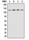 hPrt1 antibody, orb411705, Biorbyt, Western Blot image 
