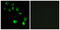 Vomeronasal 1 Receptor 4 antibody, GTX86970, GeneTex, Immunofluorescence image 