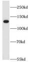 Nidogen 1 antibody, FNab02779, FineTest, Western Blot image 