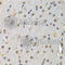 Deoxyribonuclease-1 antibody, A2537, ABclonal Technology, Immunohistochemistry paraffin image 