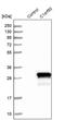 Chromosome 1 Open Reading Frame 50 antibody, PA5-56411, Invitrogen Antibodies, Western Blot image 