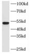 Spermatogenic leucine zipper protein 1 antibody, FNab08208, FineTest, Western Blot image 