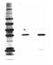 Methyl lysine antibody, ADI-KAP-TF1213-E, Enzo Life Sciences, Western Blot image 