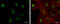 Zinc Finger Protein 512B antibody, GTX120094, GeneTex, Immunofluorescence image 