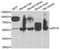 Dihydropyrimidinase antibody, A09603, Boster Biological Technology, Western Blot image 