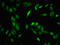 Mitogen-Activated Protein Kinase Kinase Kinase 11 antibody, orb401528, Biorbyt, Immunocytochemistry image 