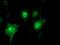 SH2 Domain Containing 2A antibody, MA5-25894, Invitrogen Antibodies, Immunocytochemistry image 