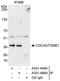 Cell Division Cycle Associated 3 antibody, A301-495A, Bethyl Labs, Immunoprecipitation image 