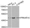 Protein Kinase CAMP-Dependent Type I Regulatory Subunit Alpha antibody, A0906, ABclonal Technology, Western Blot image 