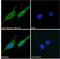 NLR Family Pyrin Domain Containing 10 antibody, NBP2-76809, Novus Biologicals, Immunofluorescence image 