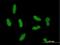 Zinc Finger Protein 461 antibody, H00092283-B01P, Novus Biologicals, Immunocytochemistry image 