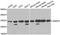 U1 small nuclear ribonucleoprotein A antibody, A6410, ABclonal Technology, Western Blot image 