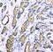 Kallikrein Related Peptidase 3 antibody, PB9259, Boster Biological Technology, Immunohistochemistry paraffin image 