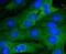 p65 antibody, NBP2-67352, Novus Biologicals, Immunofluorescence image 
