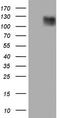 Laminin Subunit Beta 3 antibody, TA804403, Origene, Western Blot image 