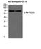 X-Ray Repair Cross Complementing 6 antibody, A01732S5-1, Boster Biological Technology, Western Blot image 