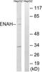 Protein enabled homolog antibody, LS-C120255, Lifespan Biosciences, Western Blot image 