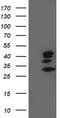 Signal Sequence Receptor Subunit 1 antibody, LS-C173163, Lifespan Biosciences, Western Blot image 